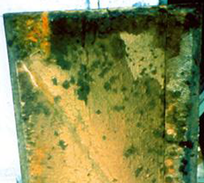 Mold Inspections