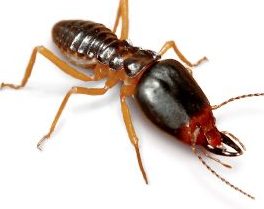 Termite Inspections